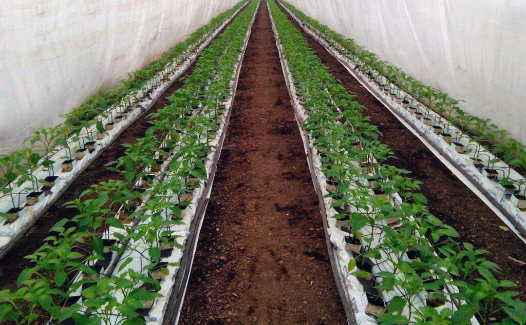 Fóliasátor a vezérlő rendszerrel